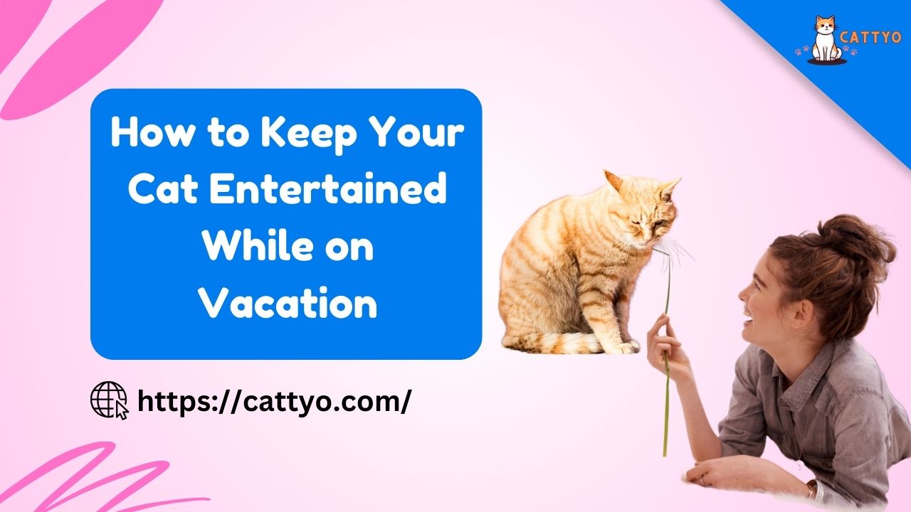 How to Keep Your Cat Entertained While on Vacation? A Complete Guide!