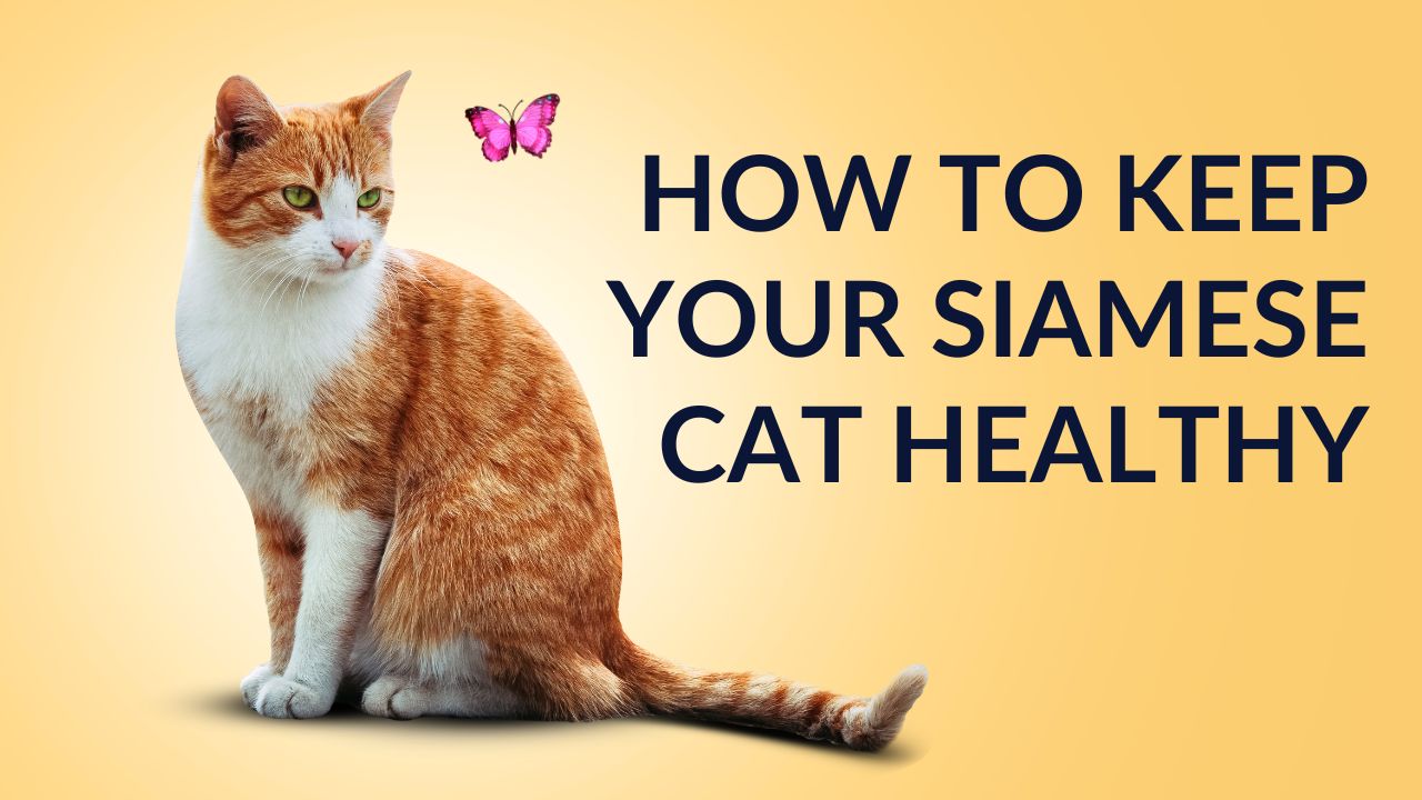 How to Keep Your Siamese Cat Healthy