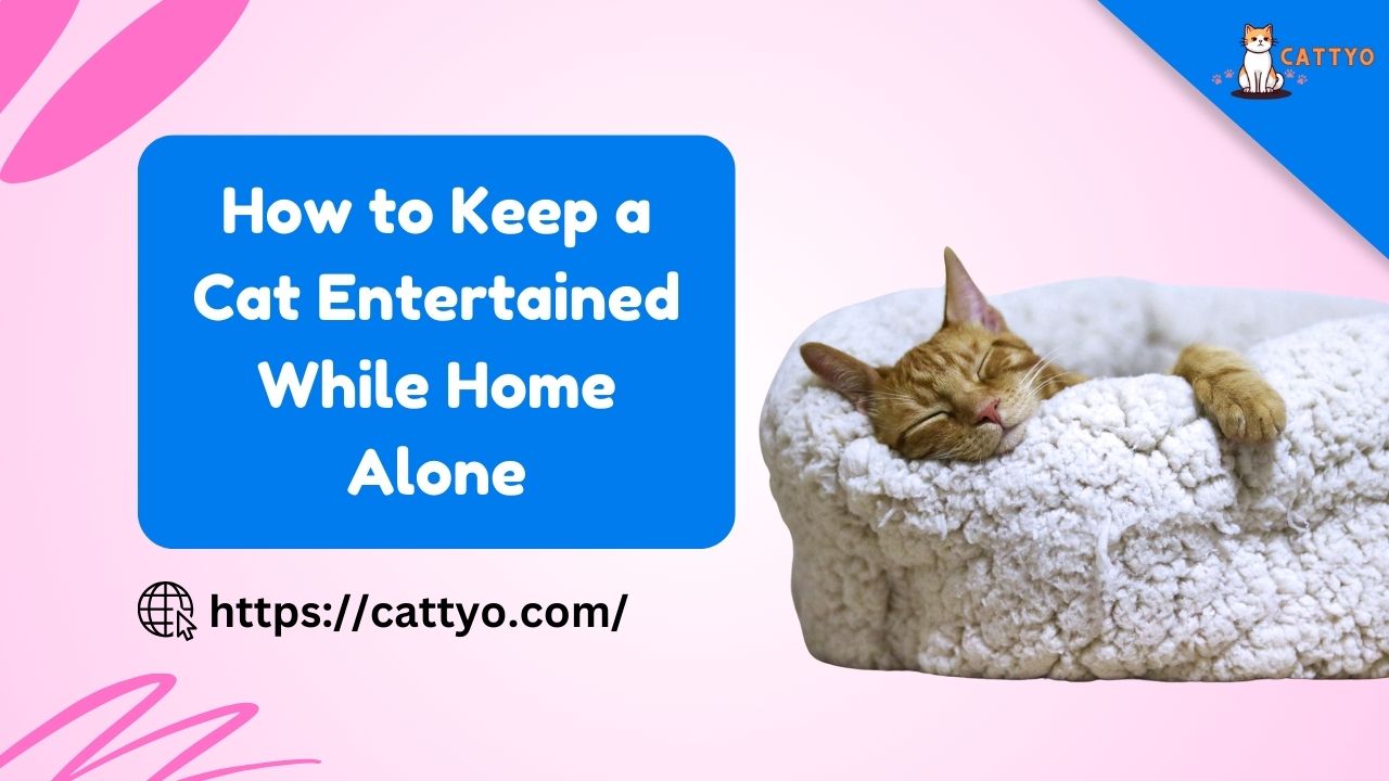 How to Keep a Cat Entertained While Home Alone