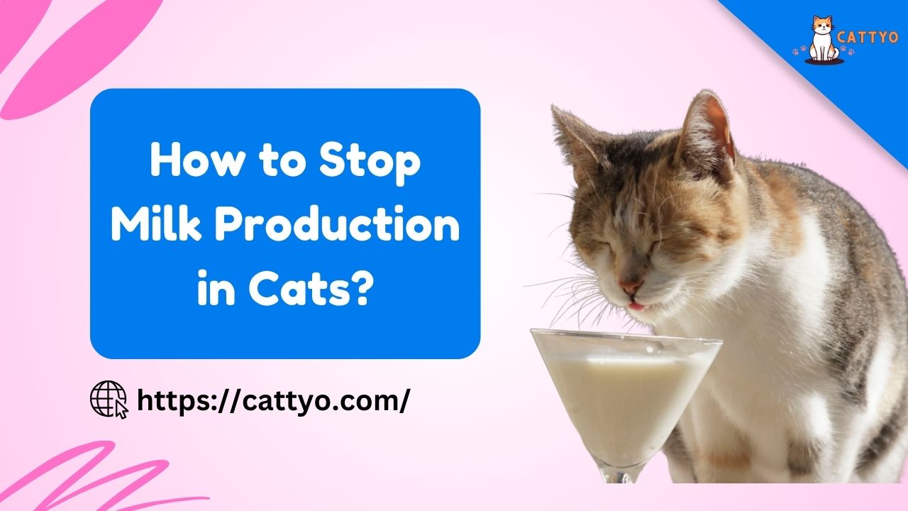 How to Stop Milk Production in Cats