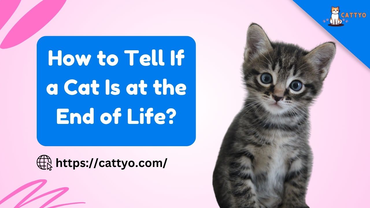 How to Tell If a Cat Is at the End of Life