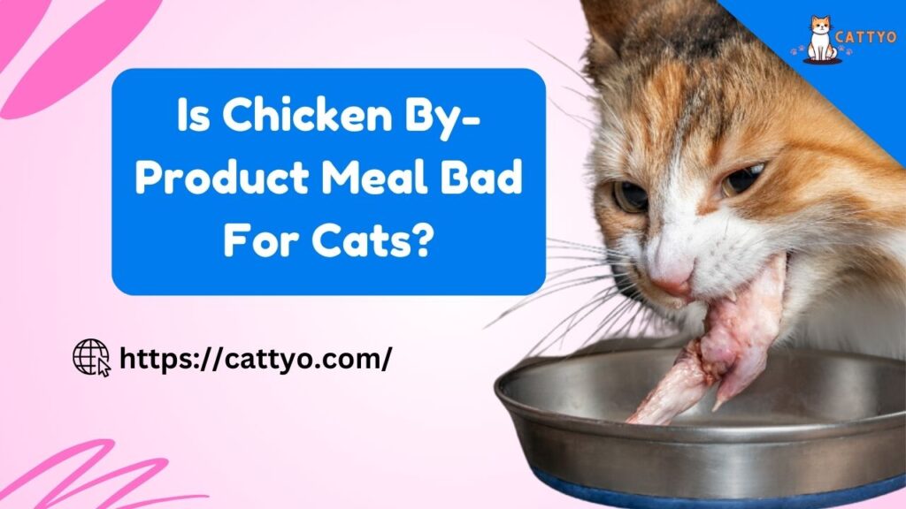 Is Chicken By-Product Meal Bad for Cats