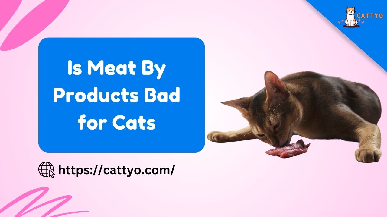 Is Meat By Products Bad for Cats