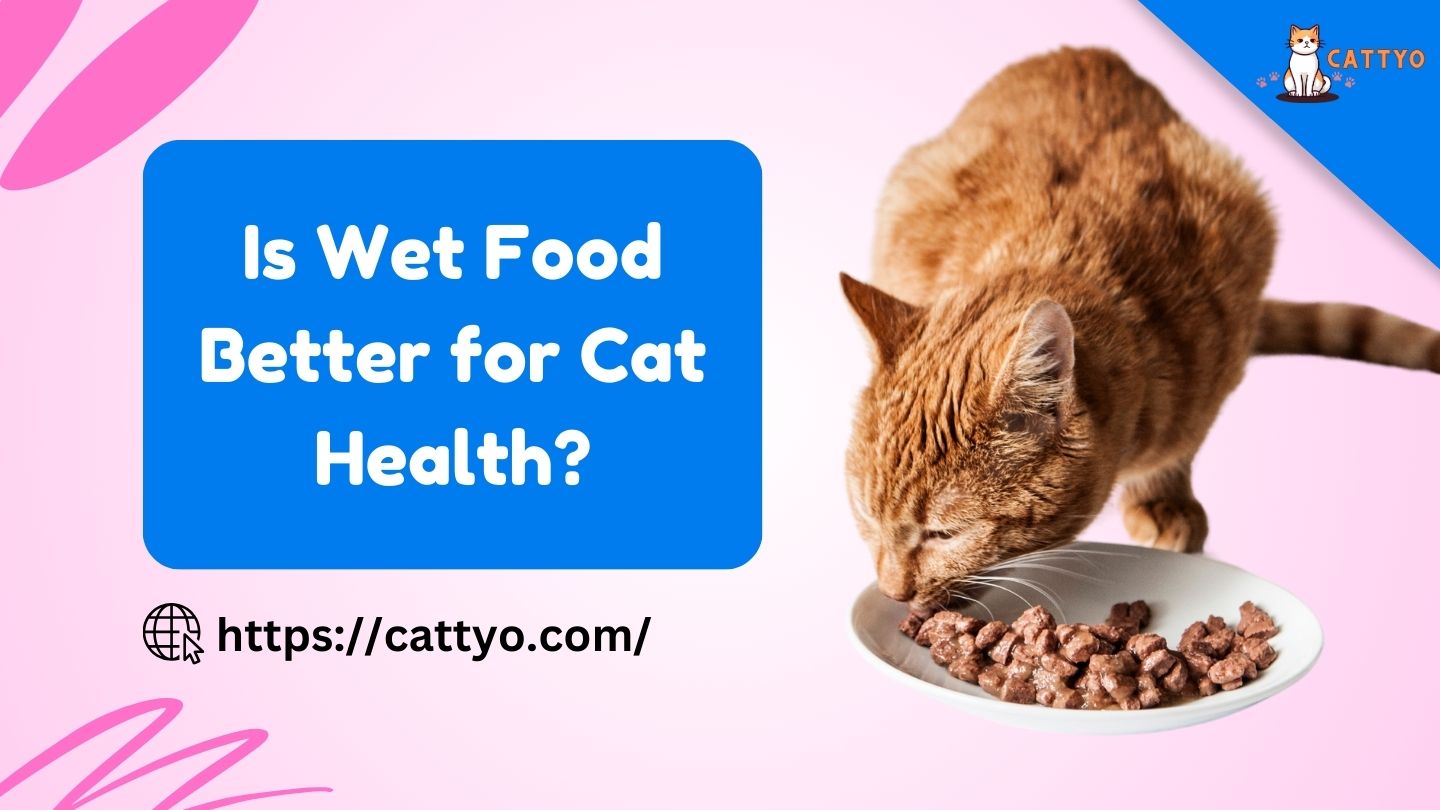 Is Wet Food Better for Cat Health