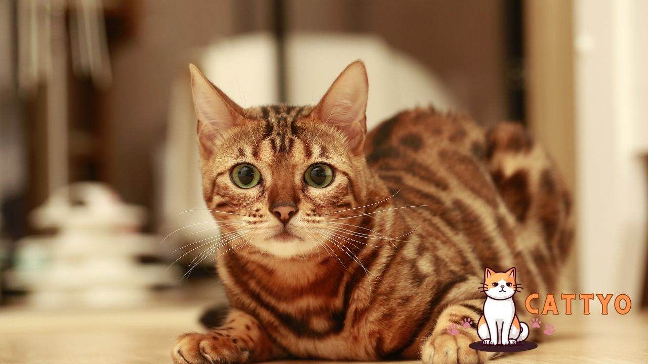 Keep Bengal Cats Entertained