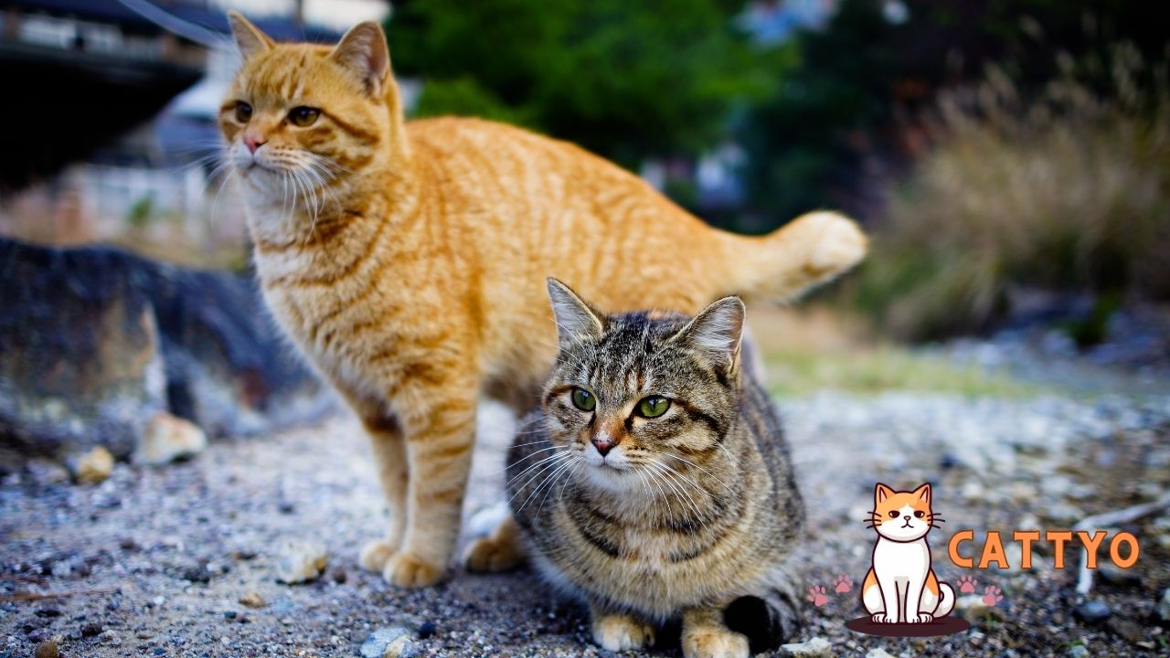 Male Cats and Female Behavior