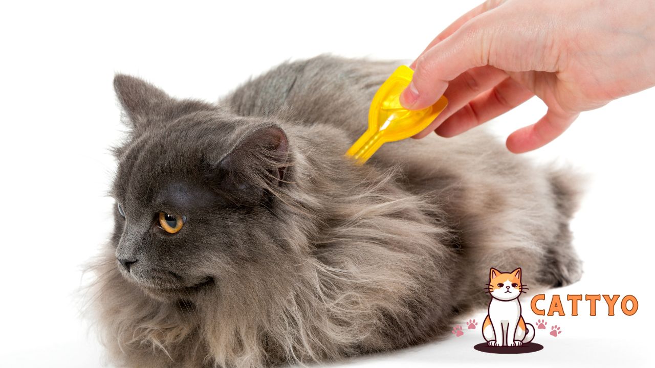 Most Effective Flea Killers for Cats A Comprehensive Guide