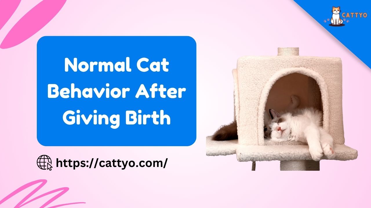 Normal Cat Behavior After Giving Birth