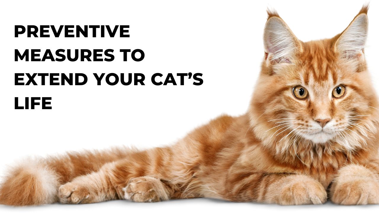 Preventive Measures to Extend Your Cat’s Life