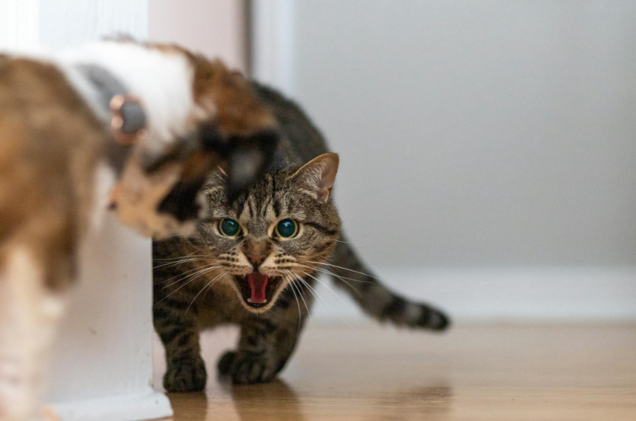 Cat Aggressive Behavior