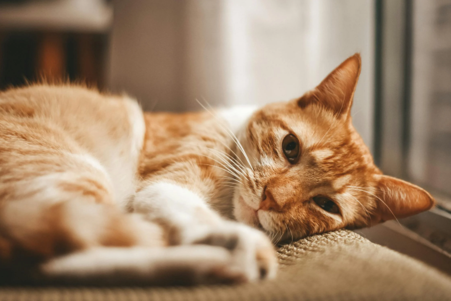 Cat Chronic Kidney Disease