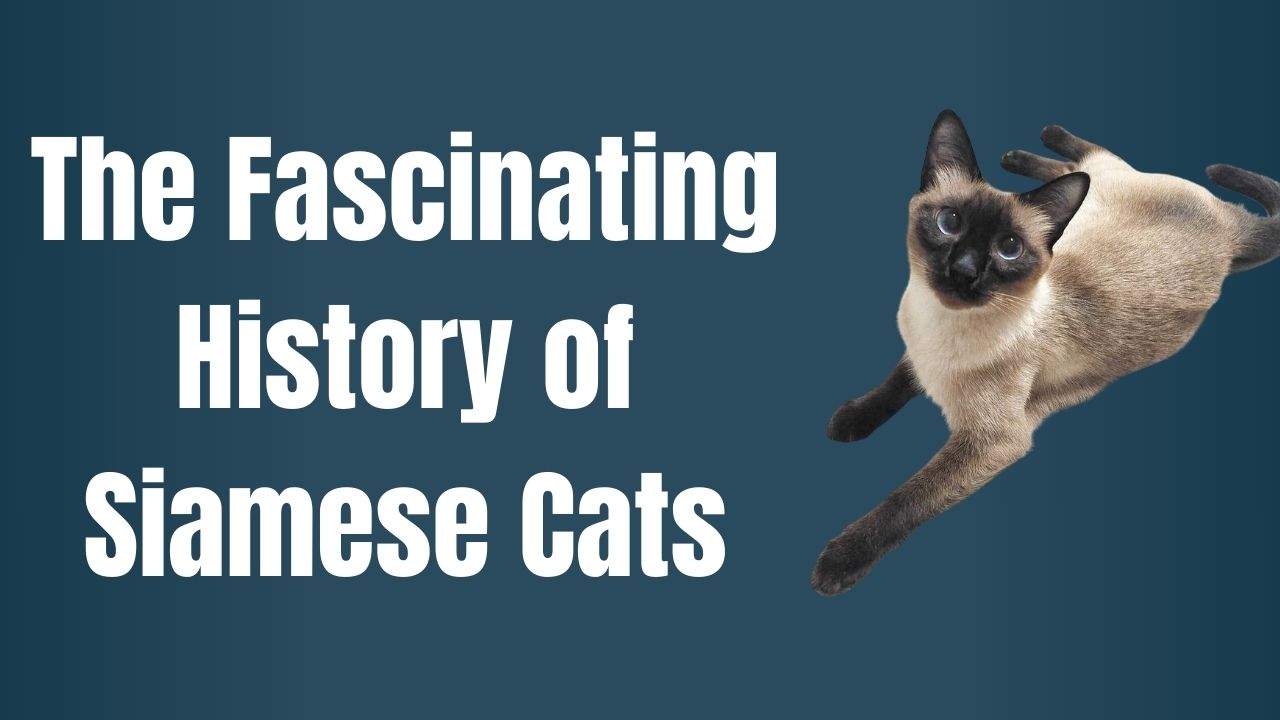 The Fascinating History of Siamese Cats