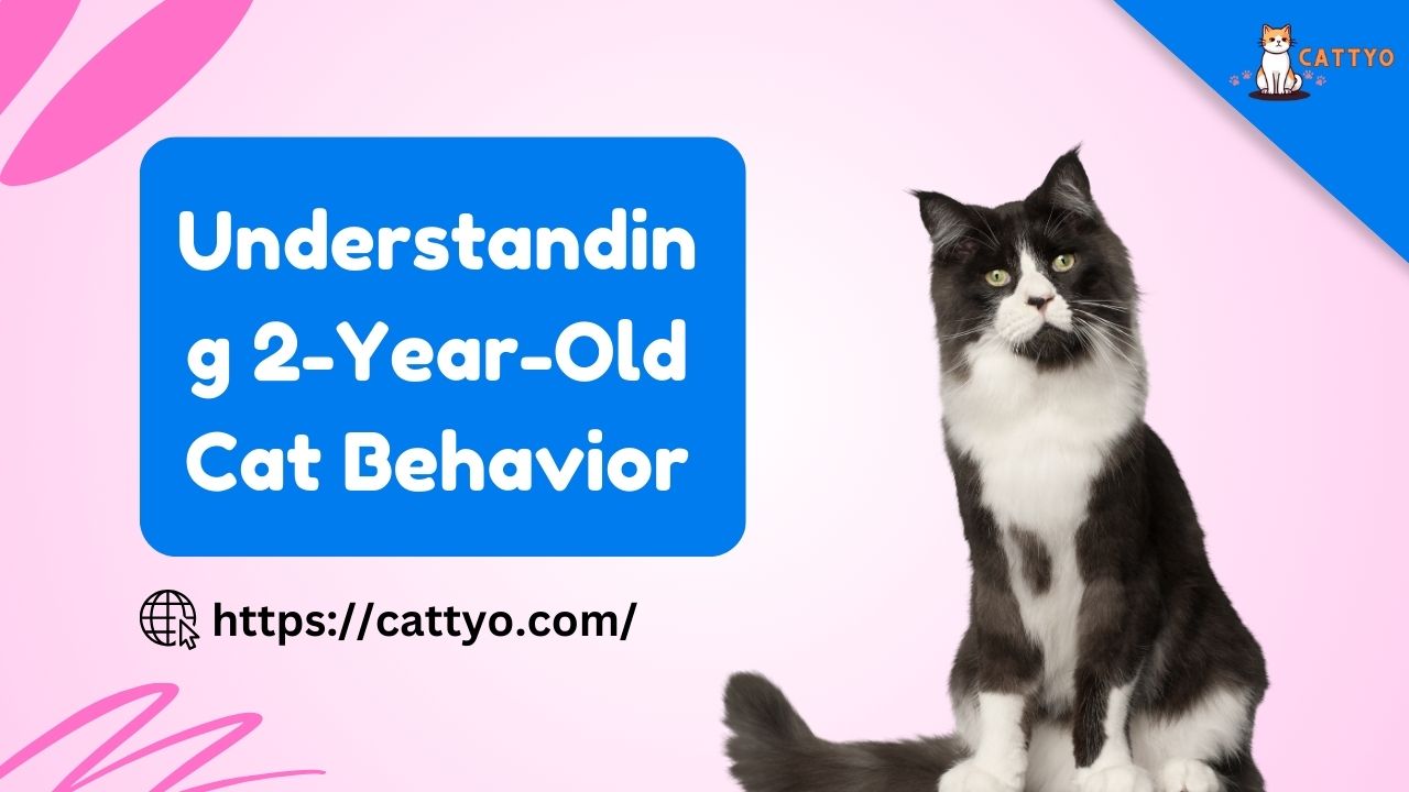 Understanding 2-Year-Old Cat Behavior