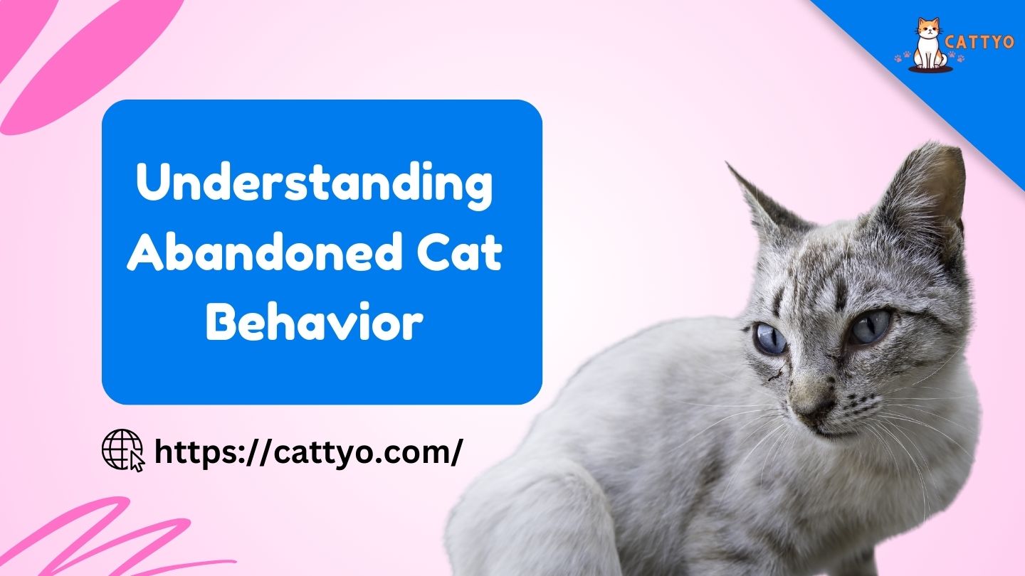 Understanding Abandoned Cat Behavior