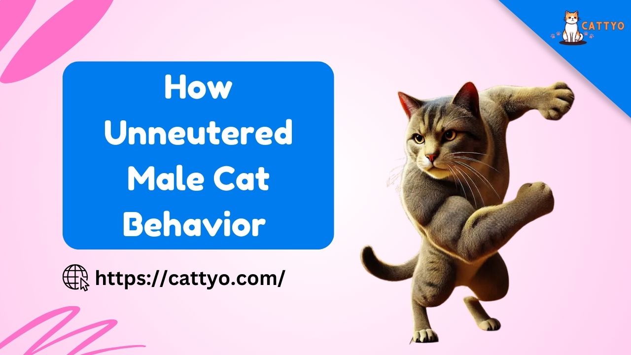 Unneutered Male Cat Behavior