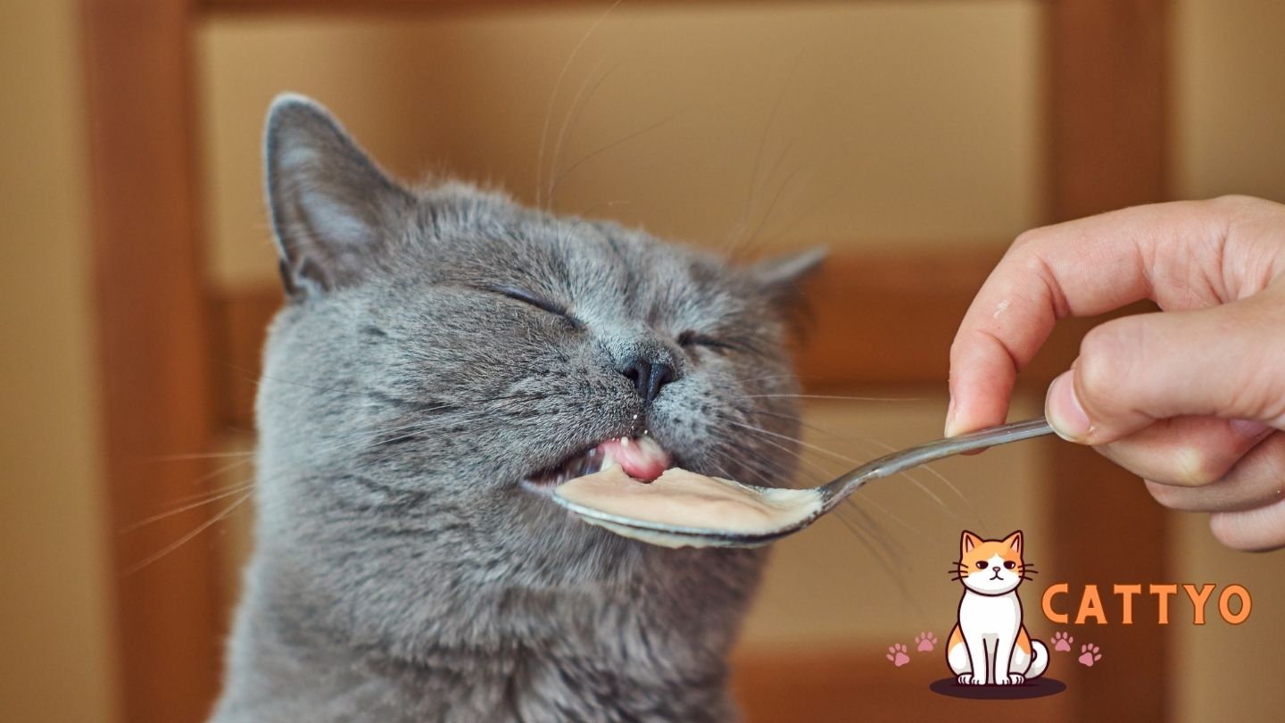 Wet Food for Cat Health