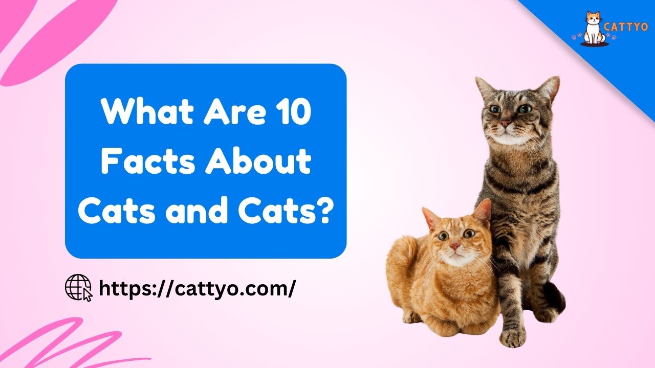 What Are 10 Facts About Cats and Cats