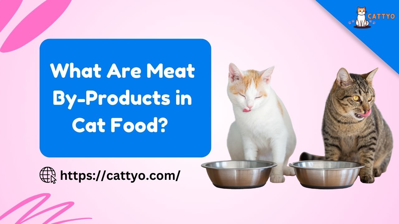 What Are Meat By-Products in Cat Food