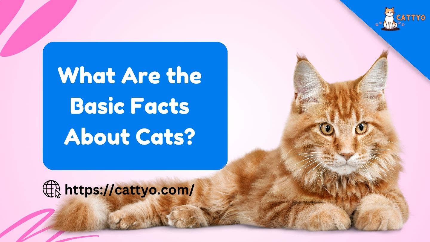 What Are the Basic Facts About Cats