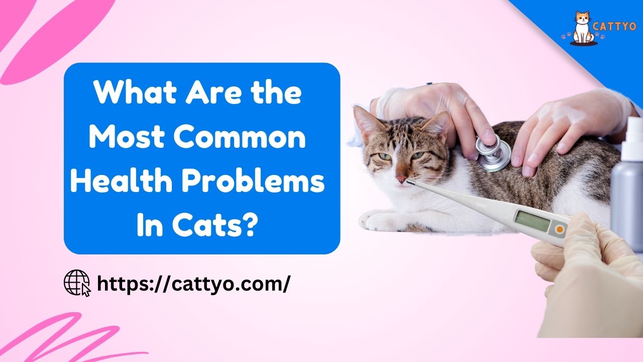 What Are the Most Common Health Problems In Cats