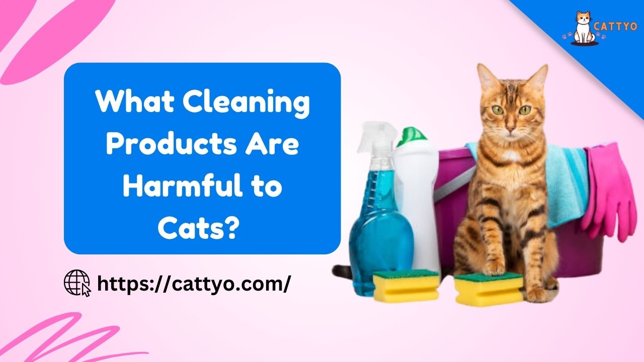 What Cleaning Products Are Harmful to Cats