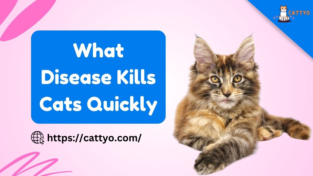 What Disease Kills Cats Quickly