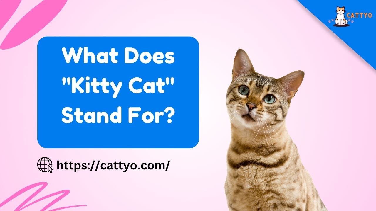 What Does "Kitty Cat" Stand For?