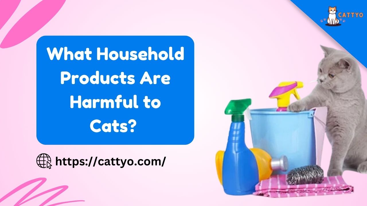 What Household Products Are Harmful to Cats