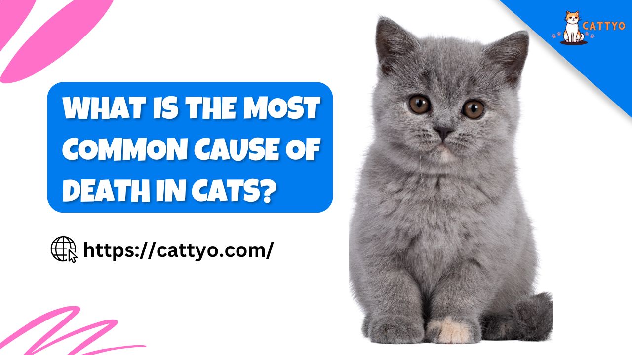 What Is The Most Common Cause of Death in Cats?