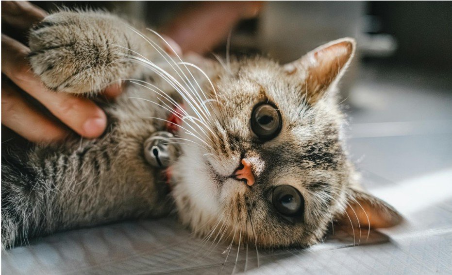 What is Neutering?