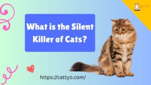 What is the Silent Killer of Cats?