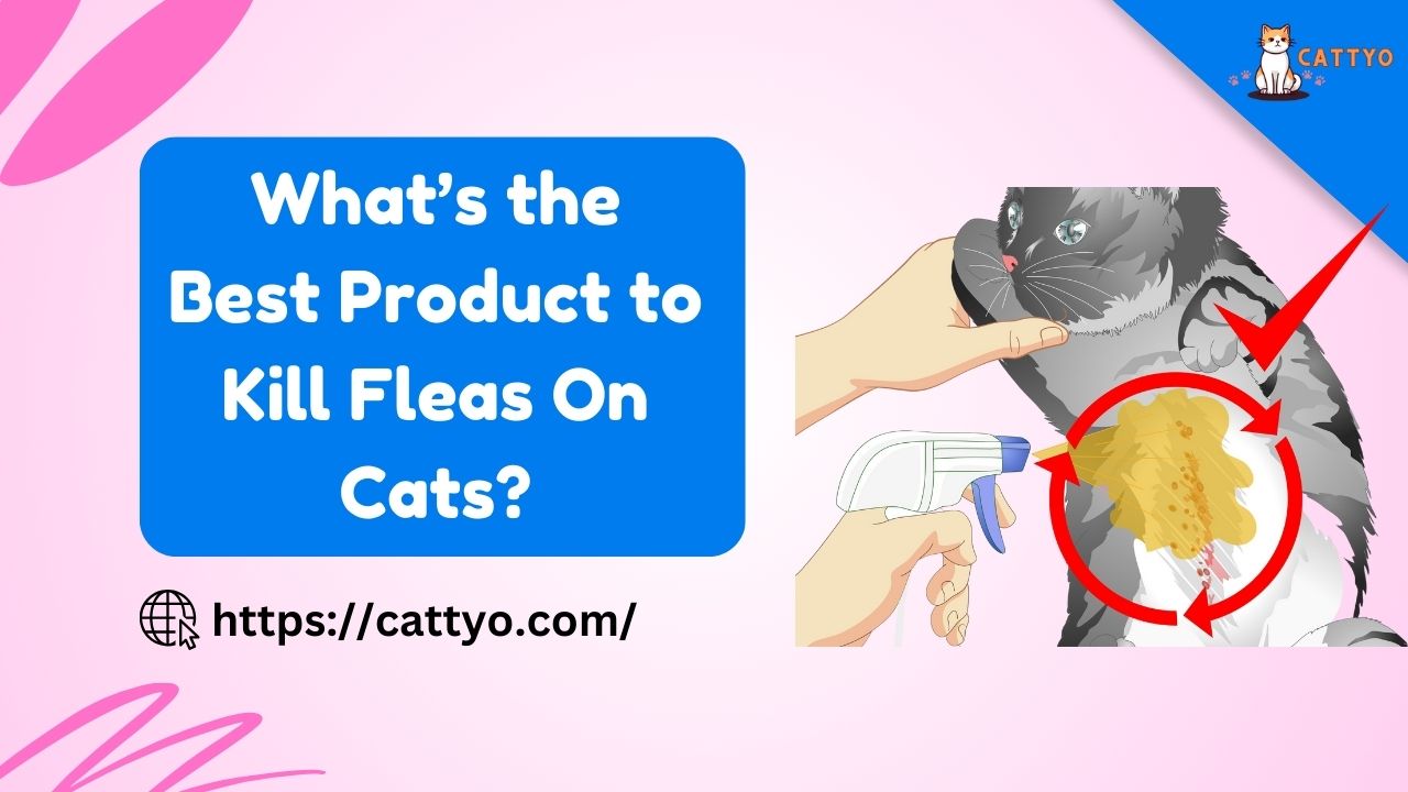 What’s the Best Product to Kill Fleas On Cats