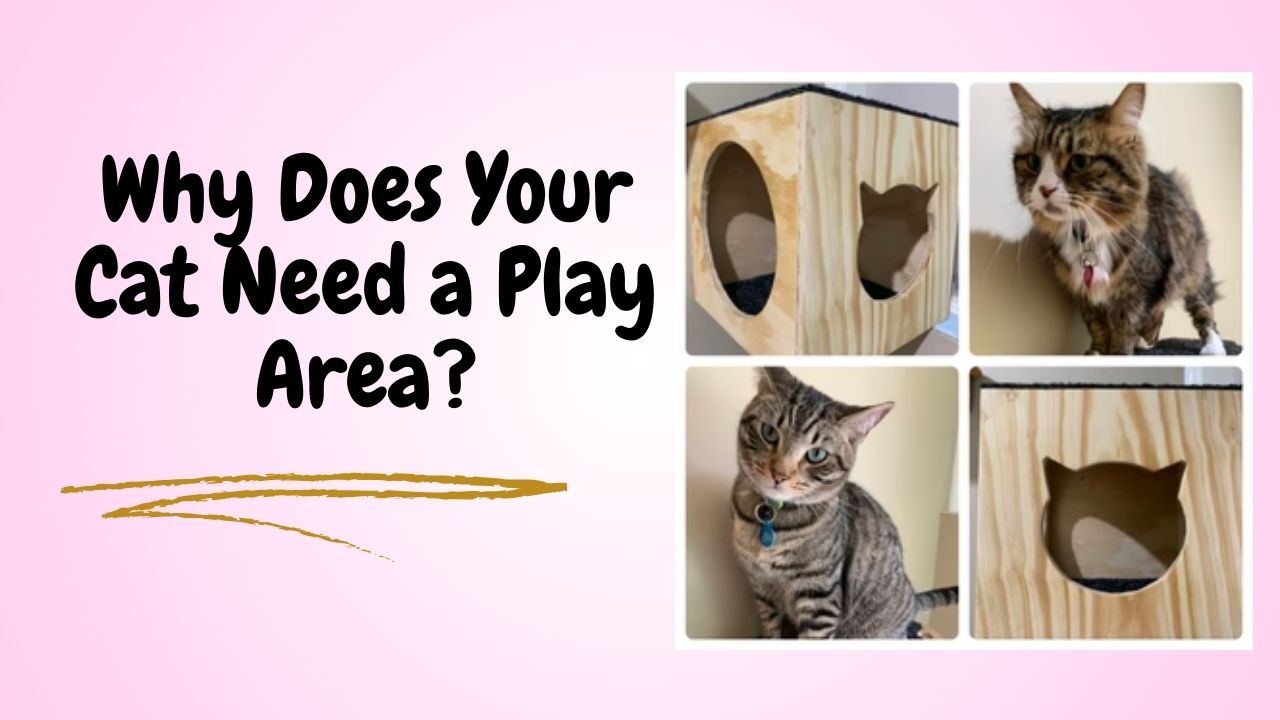 Why Does Your Cat Need a Play Area