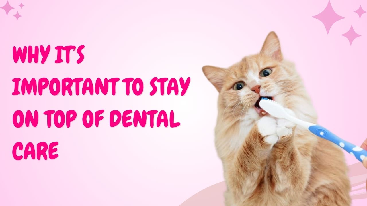 Why It’s Important to Stay on Top of Dental Care