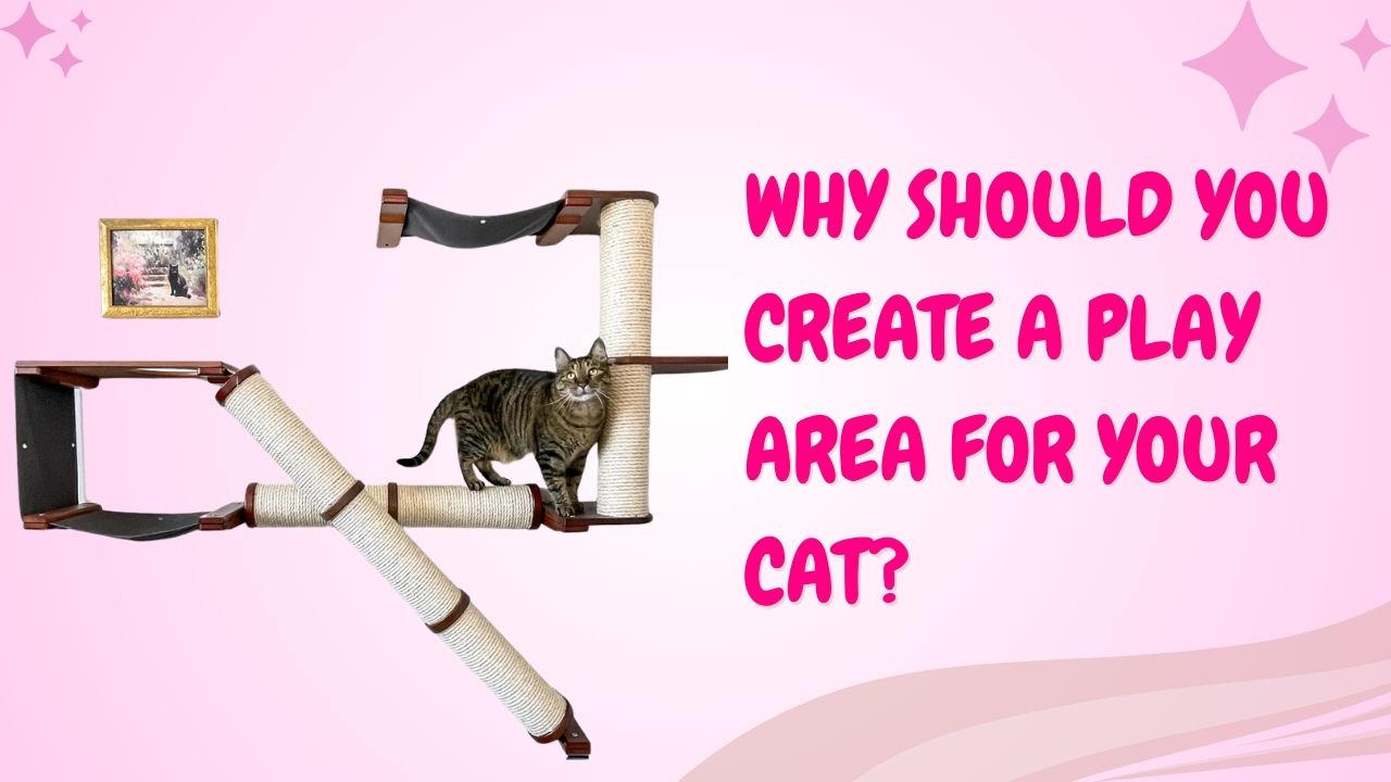 Why Should You Create a Play Area for Your Cat?