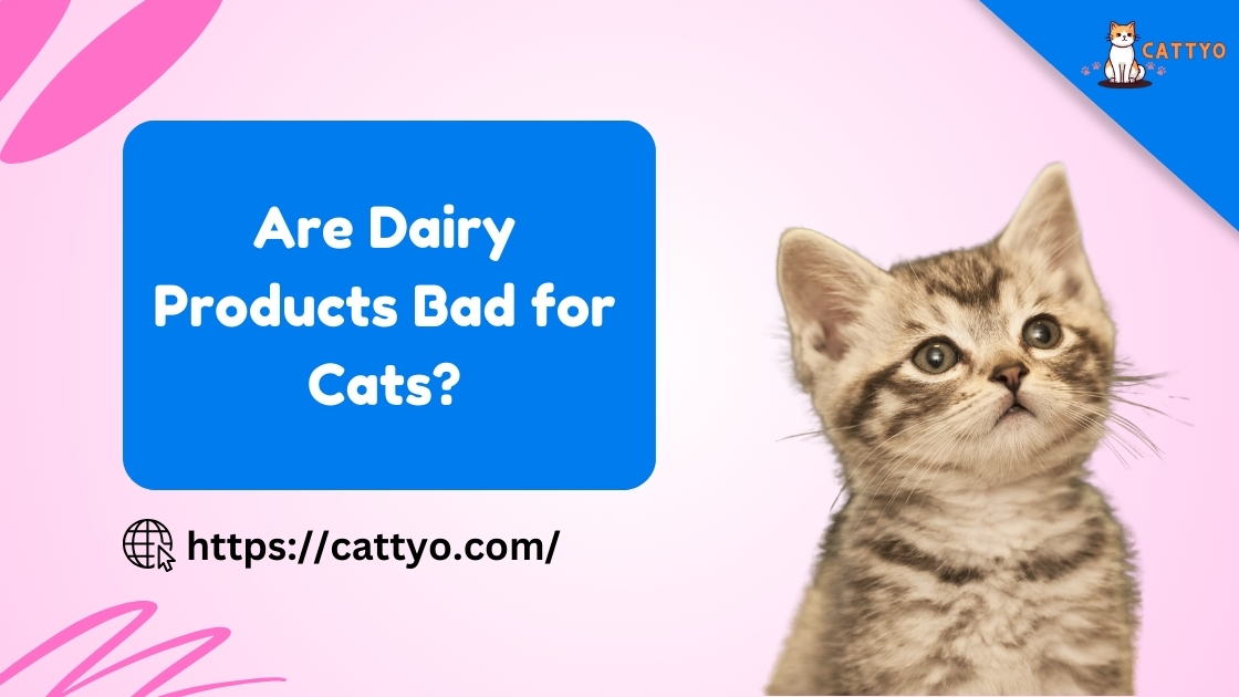 Are Dairy Products Bad for Cats