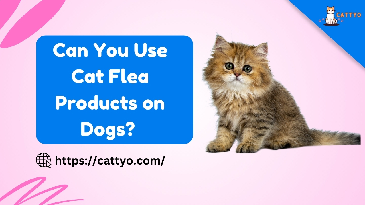 Can You Use Cat Flea Products on Dogs