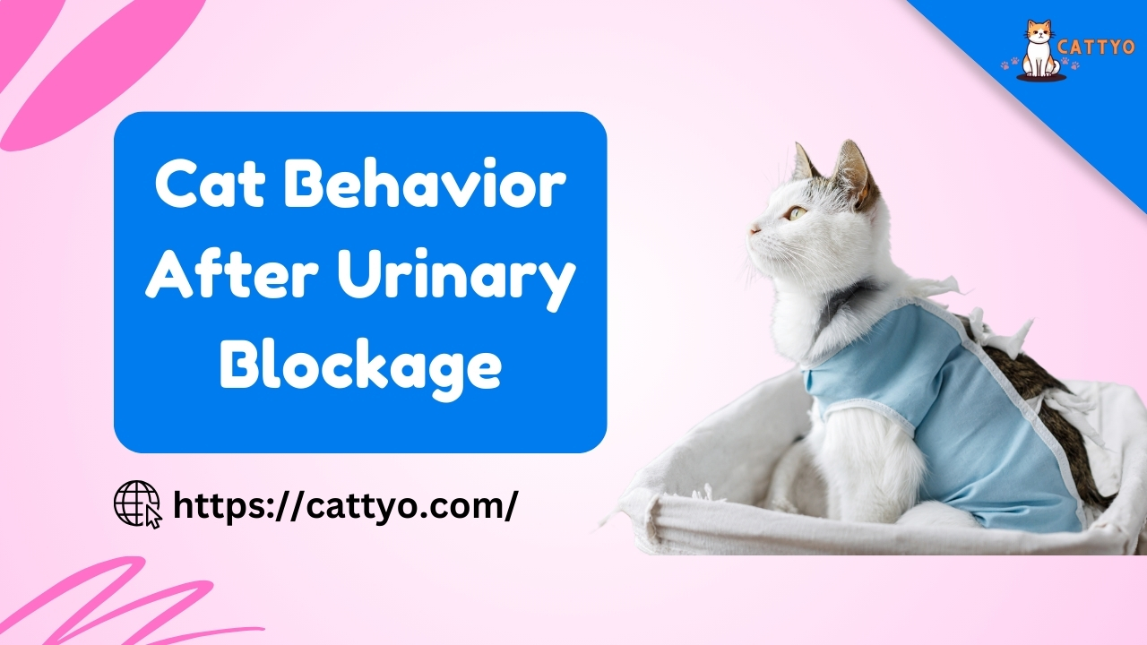 Cat Behavior After Urinary Blockage