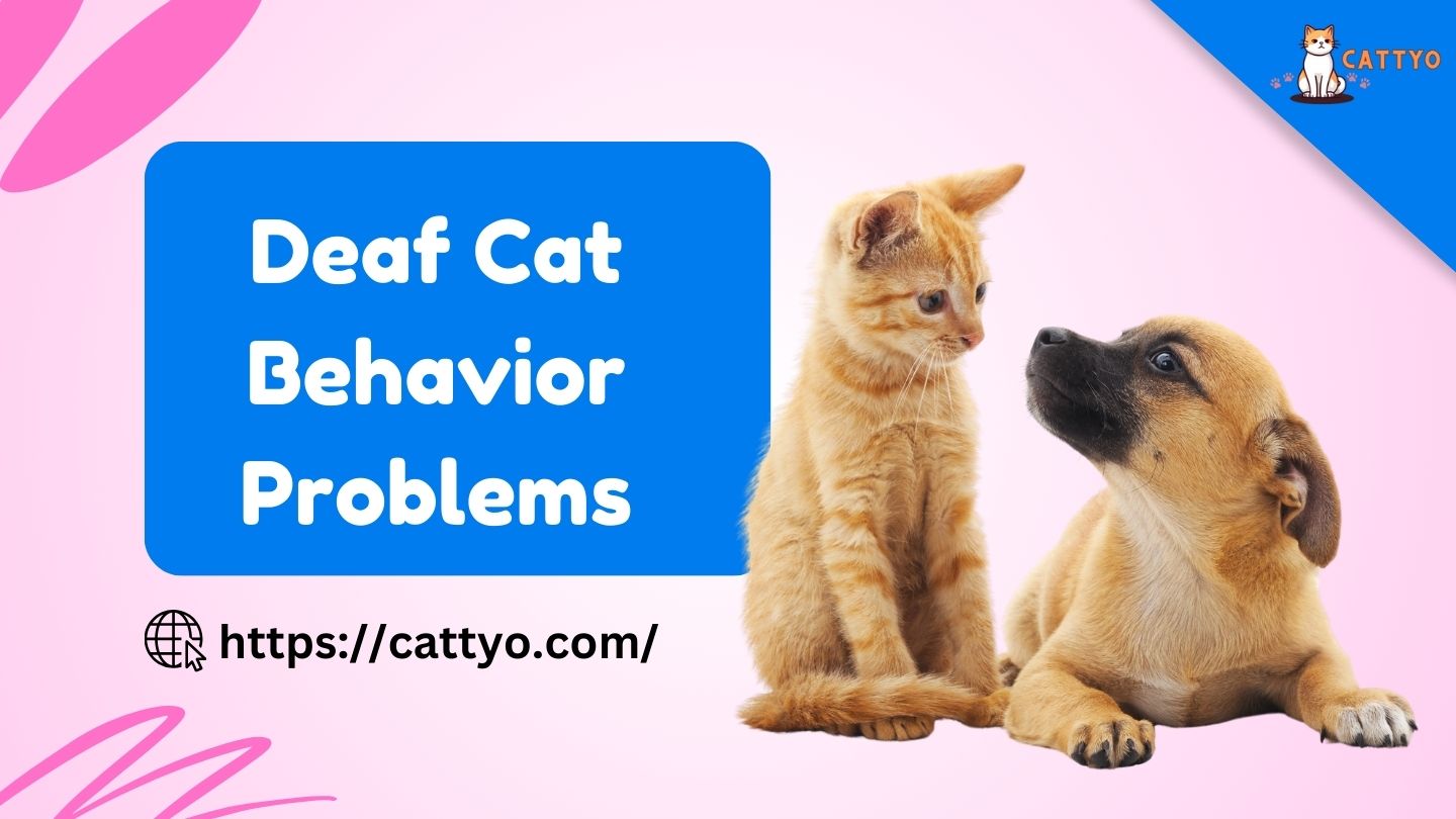 Deaf Cat Behavior Problems