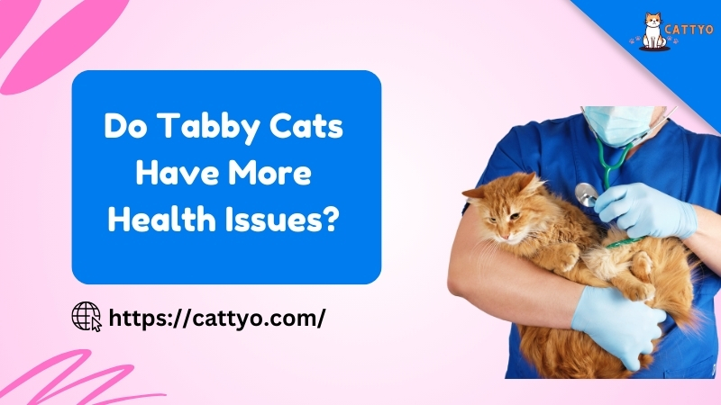 Do Tabby Cats Have More Health Issues