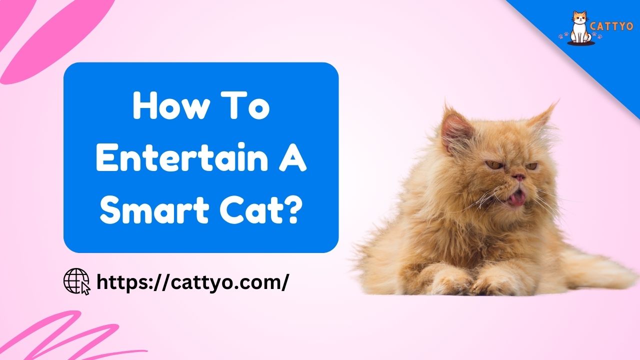 How To Entertain A Smart Cat