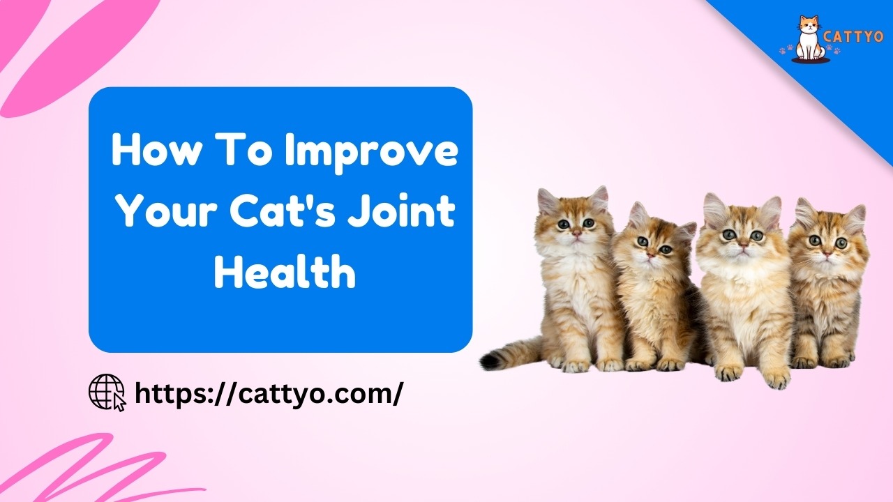 How To Improve Your Cat's Joint Health