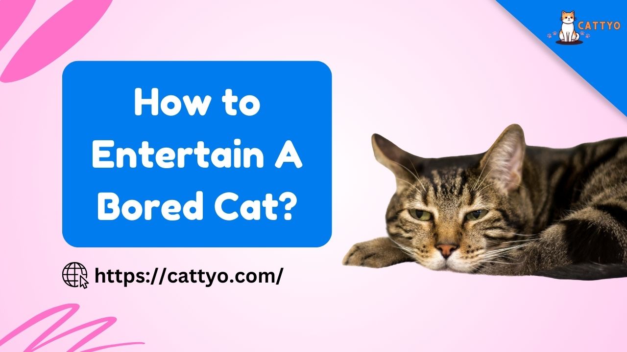 How to Entertain A Bored Cat