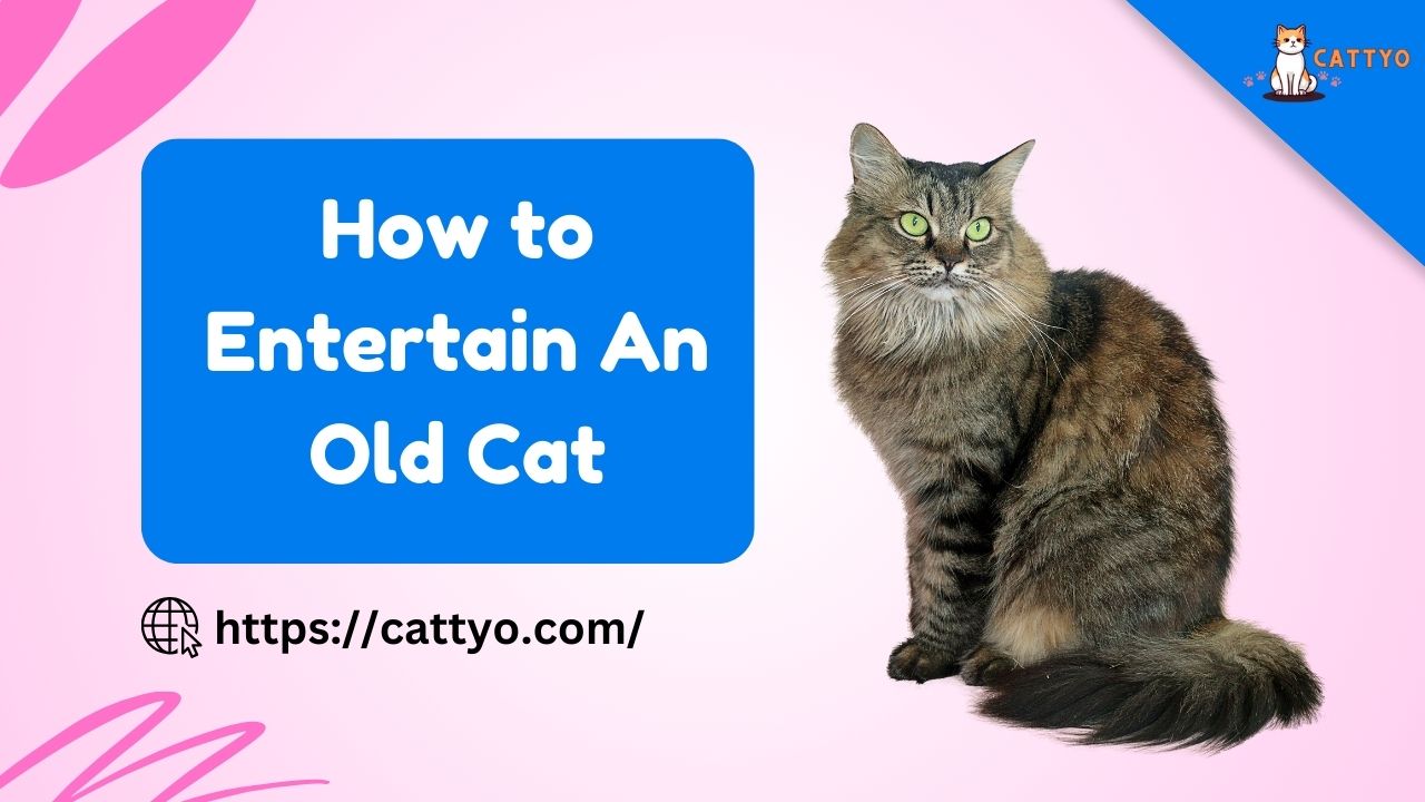 How to Entertain An Old Cat