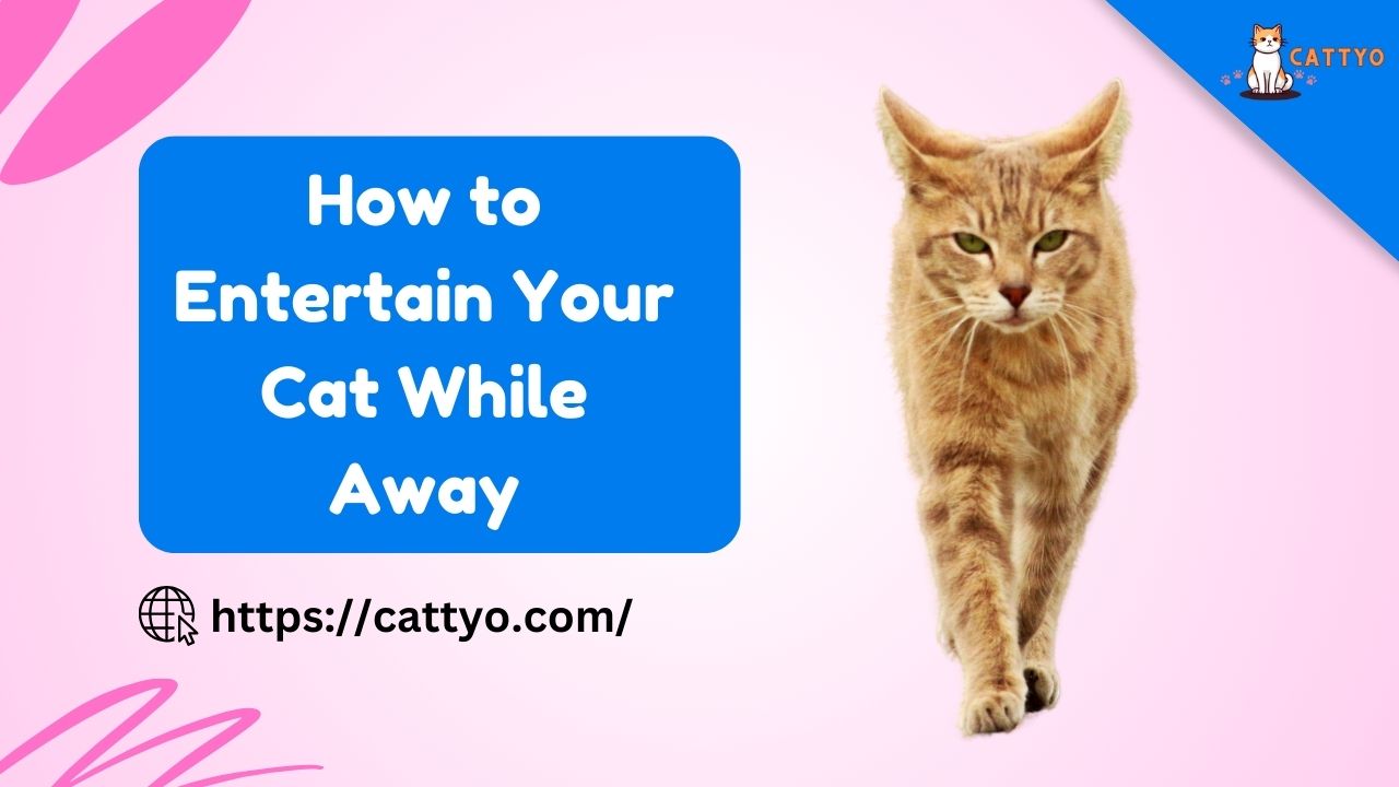 How to Entertain Your Cat While Away