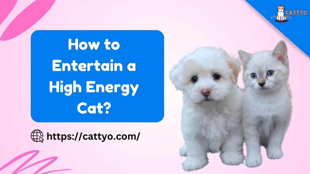 How to Entertain a High Energy Cat