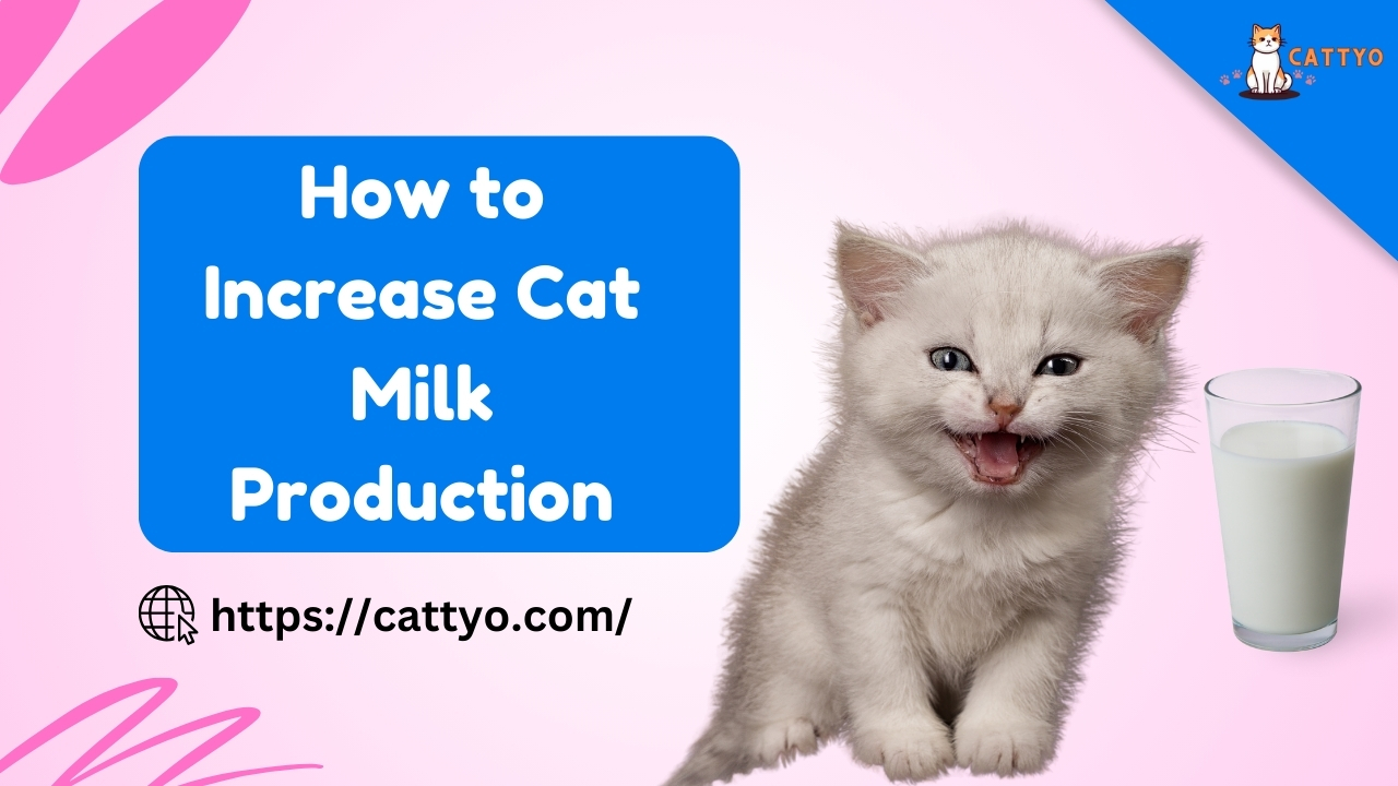 How to Increase Cat Milk Production