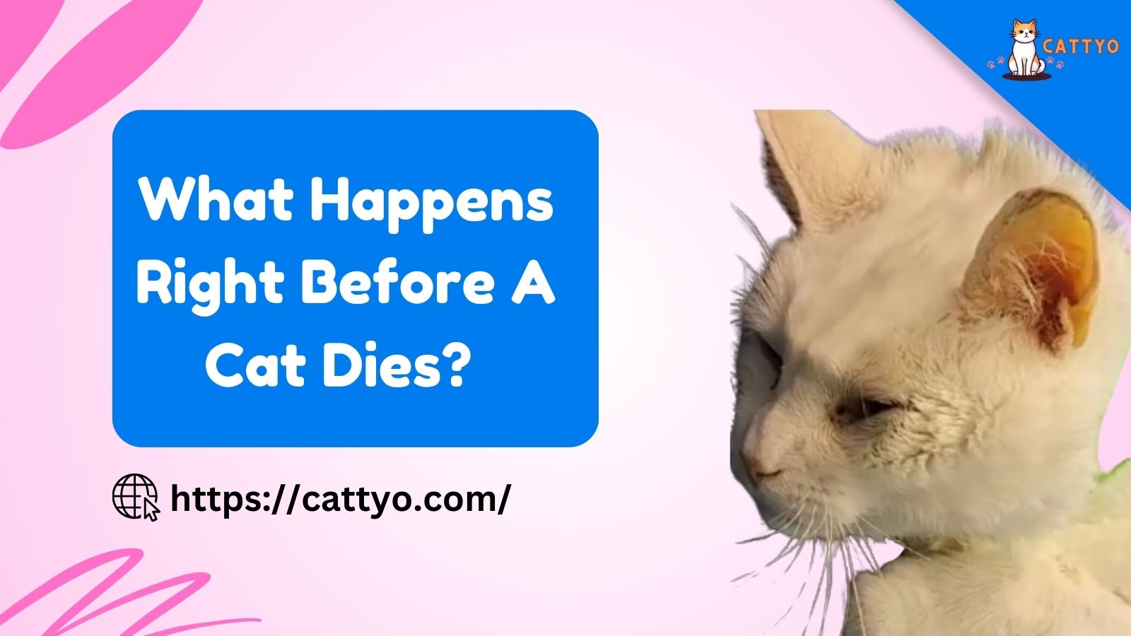 What Happens Right Before A Cat Dies