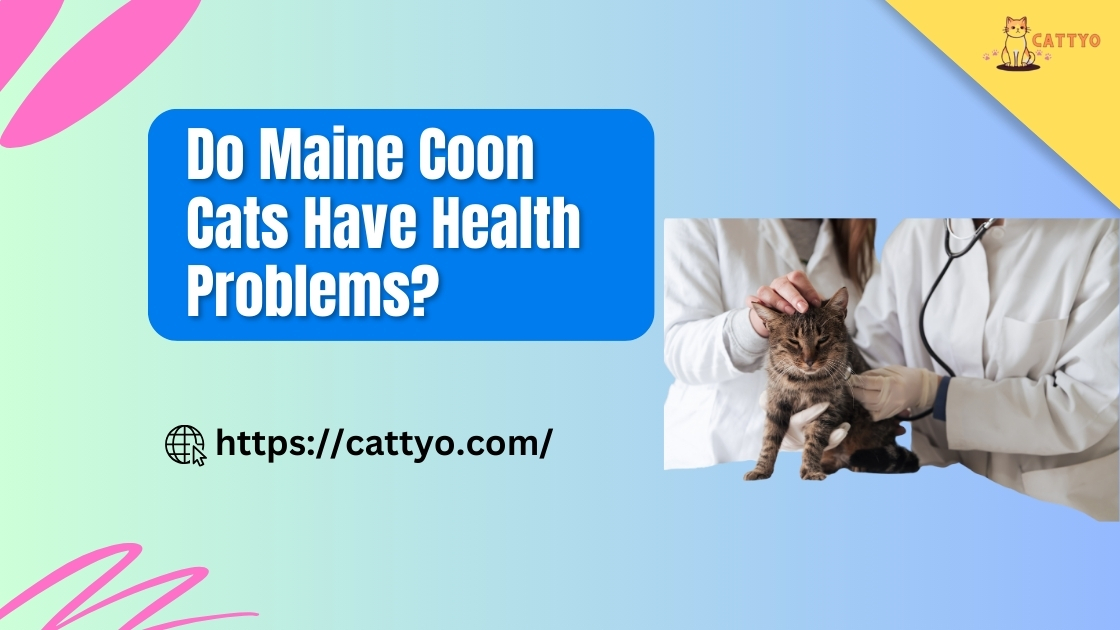 Do Maine Coon Cats Have Health Problems