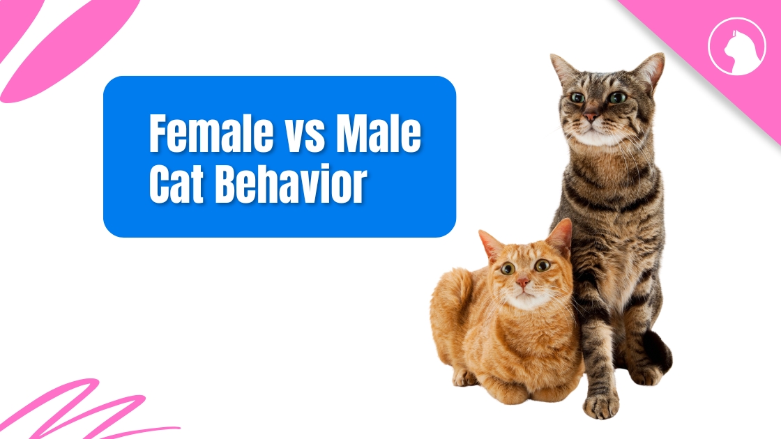 Female vs Male Cat Behavior